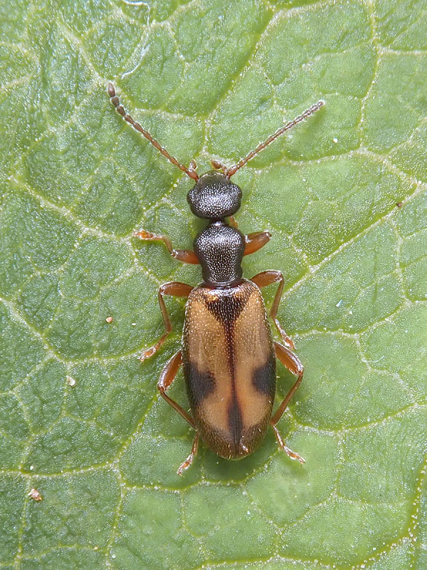 Anthicidae: Cordicomus gracilis, femmina